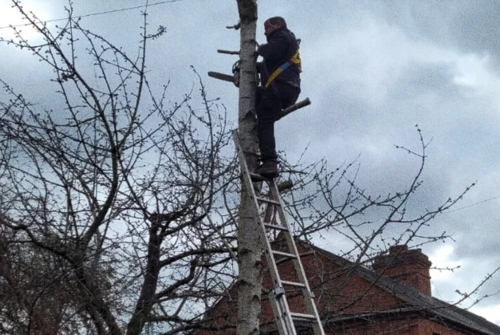 Pruned tree trunk and worker on a ladder by Boothville Services.