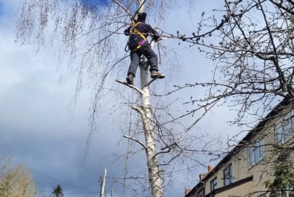Tree pruning in progress from a ladder by Boothville Services.