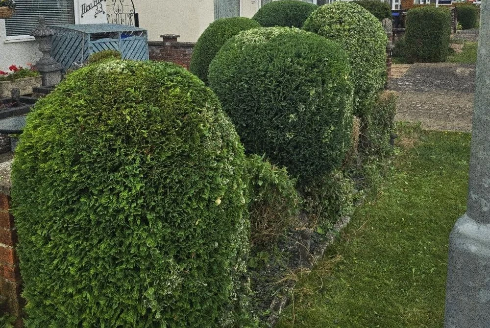 Rounded garden hedges before trimming by Boothville Services.